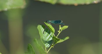 Visite du site de la Flamenne, un nouveau projet en faveur de la biodiversité riviere-de-la-flamenne